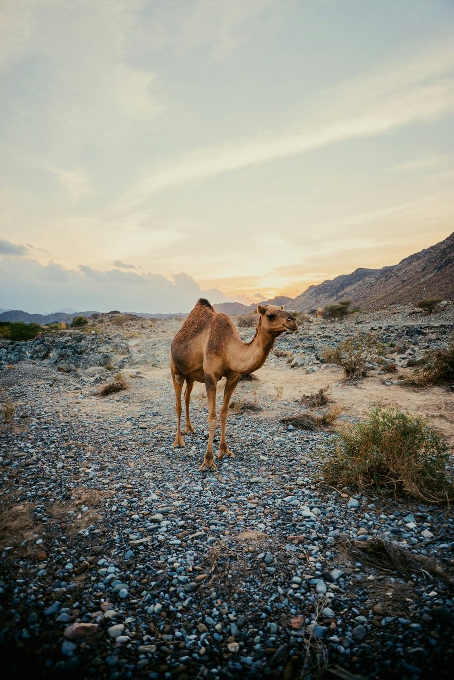 Desert Camel